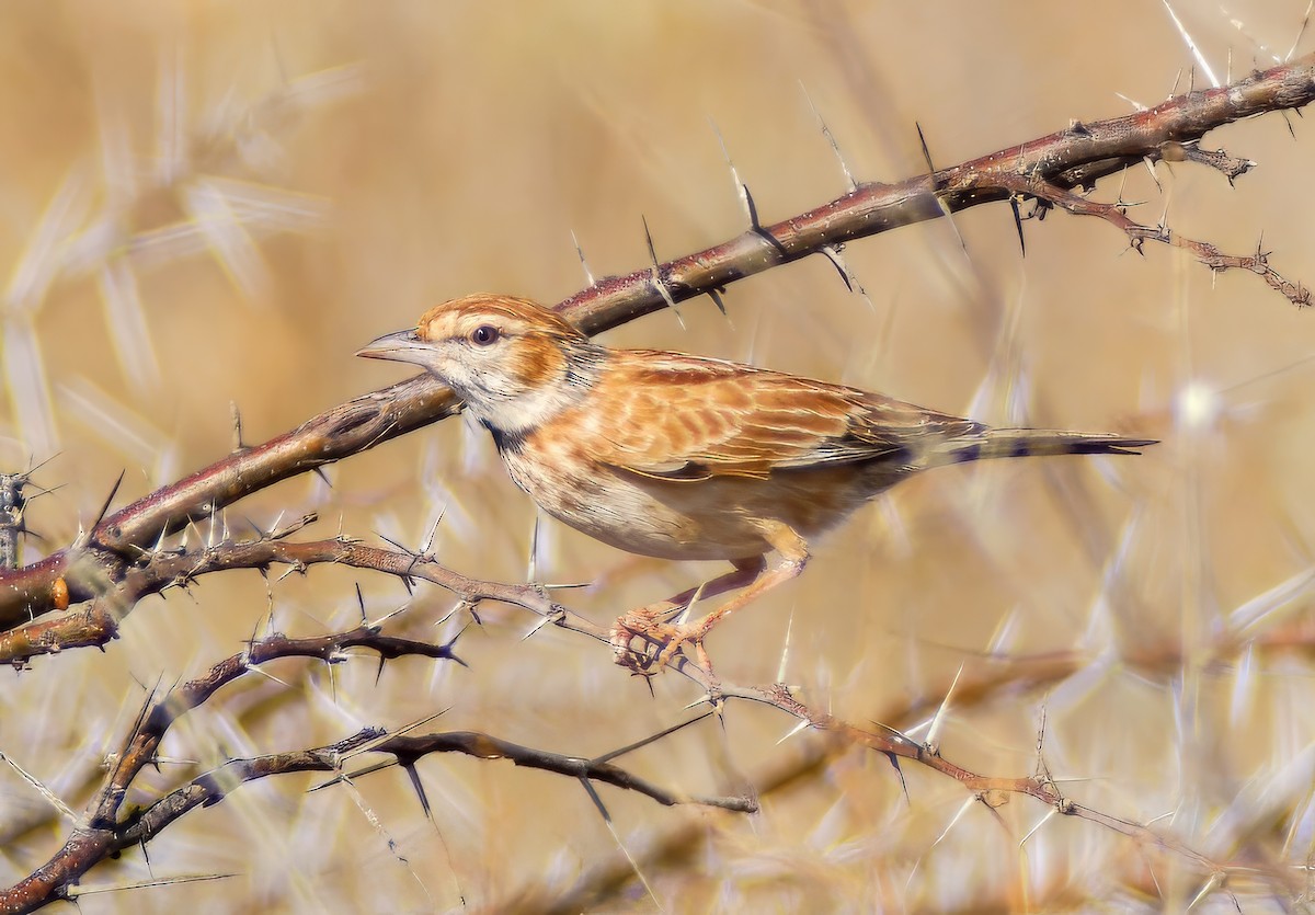 Collared Lark - ML634011543