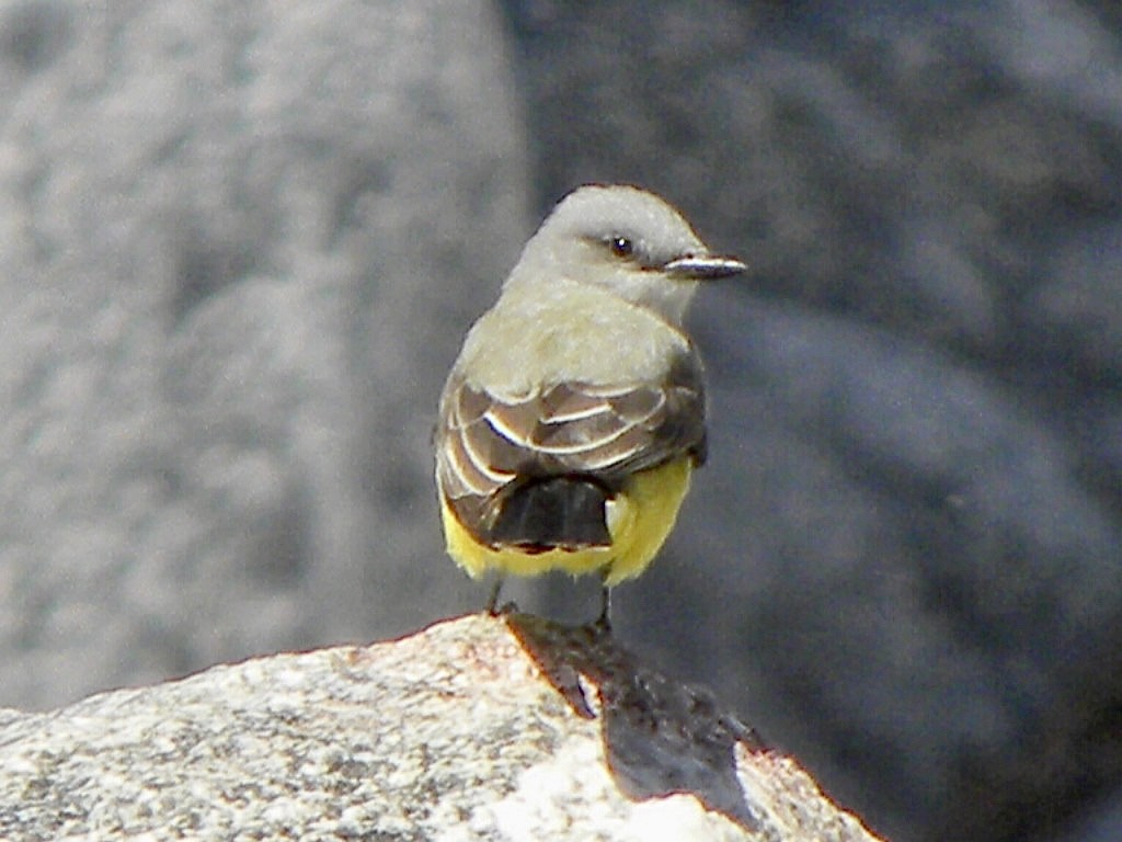 Western Kingbird - ML634011551