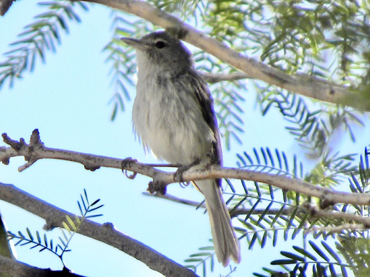 Bell's Vireo - ML634011554