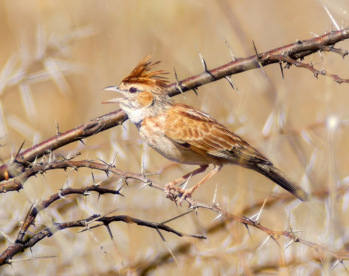 Collared Lark - ML634011556