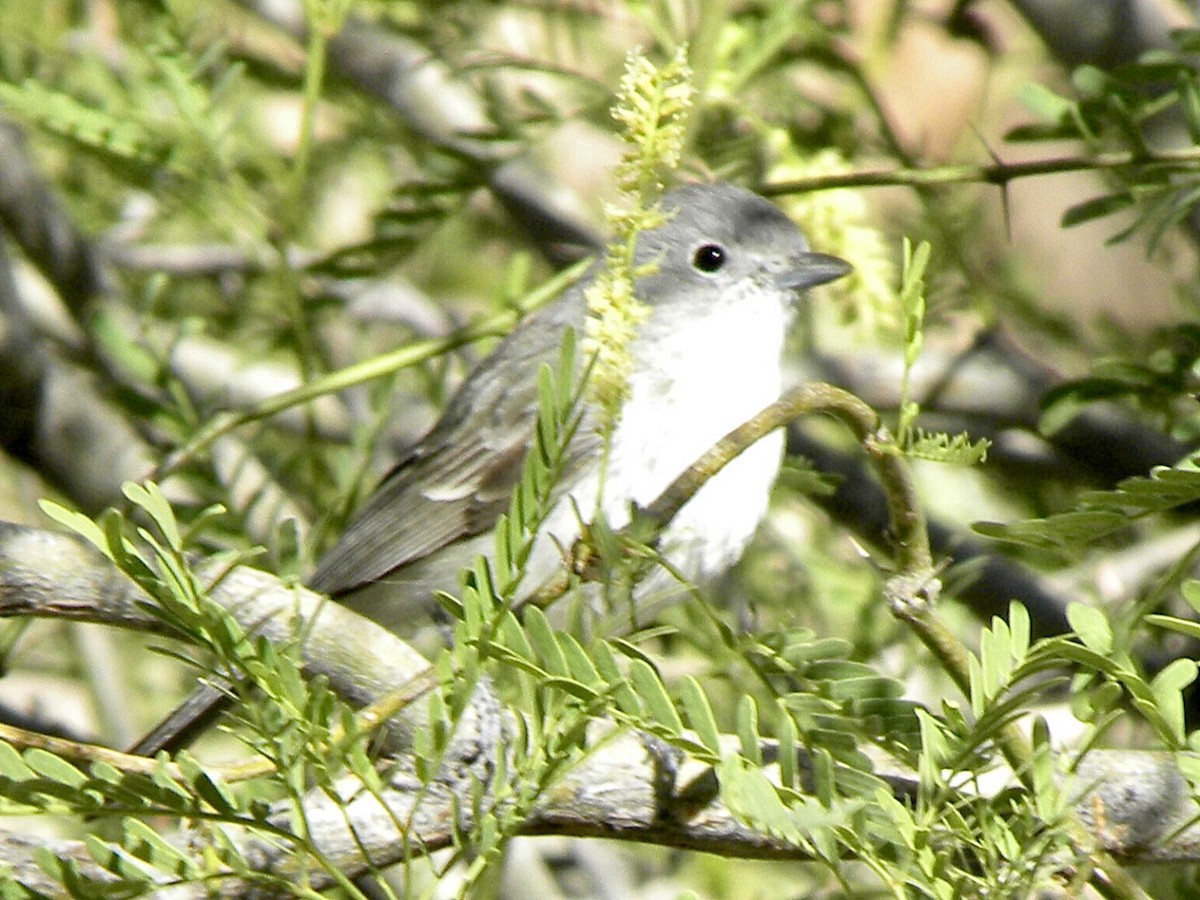 Gray Vireo - ML634011558