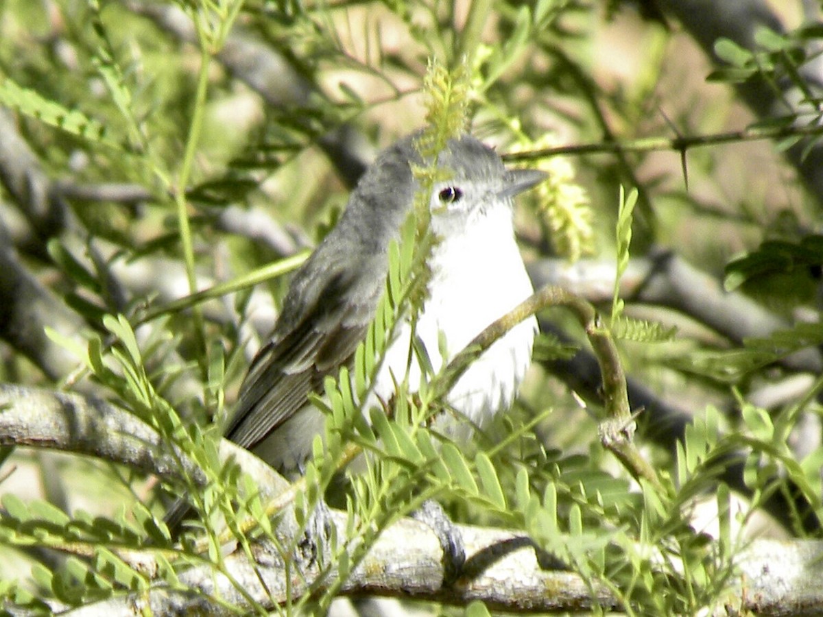 Gray Vireo - ML634011559