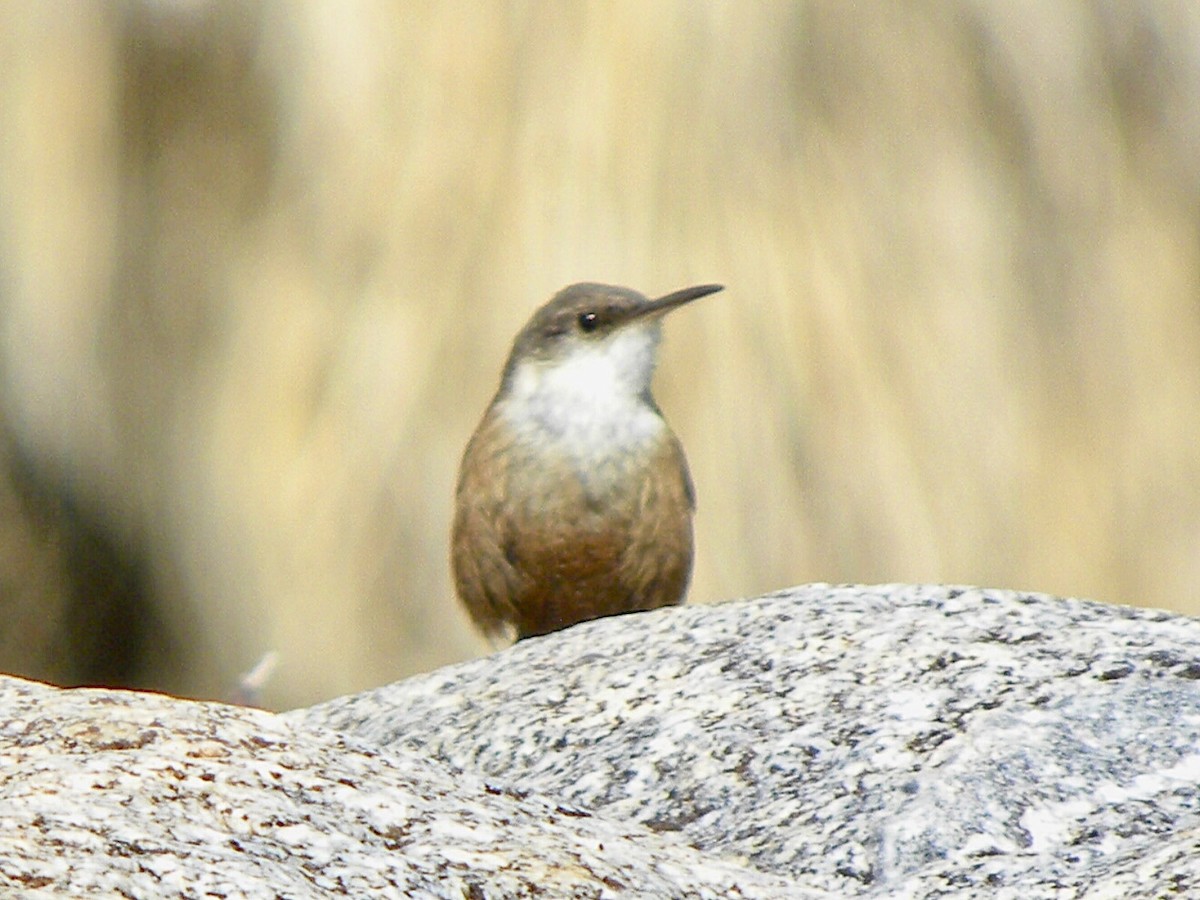 Canyon Wren - ML634011564