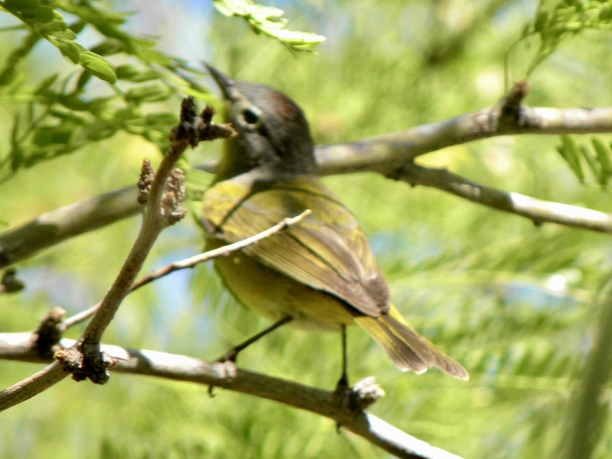 Nashville Warbler - ML634011570