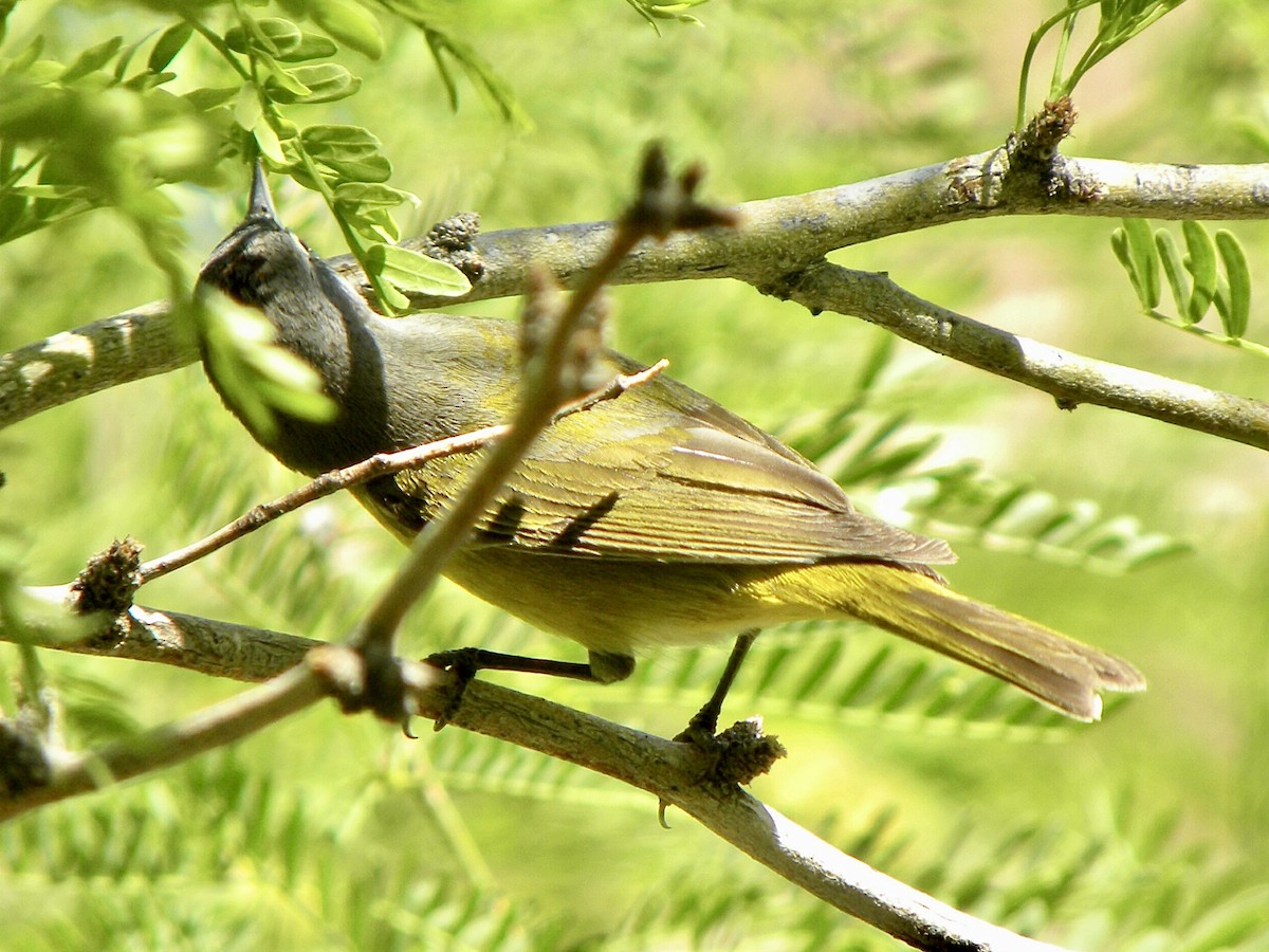 Nashville Warbler - ML634011571