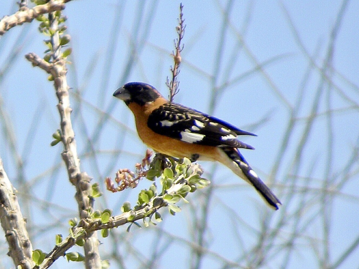 Black-headed Grosbeak - ML634011576