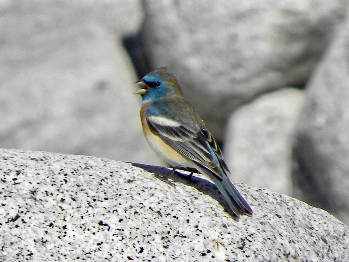 Lazuli Bunting - ML634011579