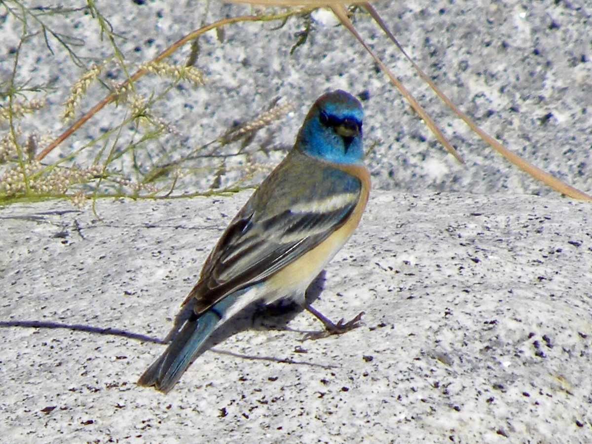 Lazuli Bunting - ML634011580