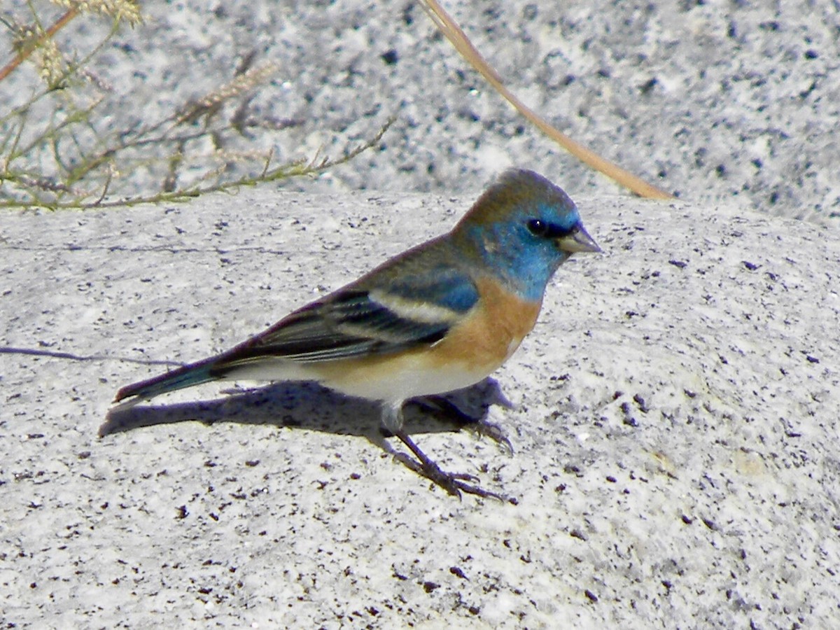Lazuli Bunting - ML634011581