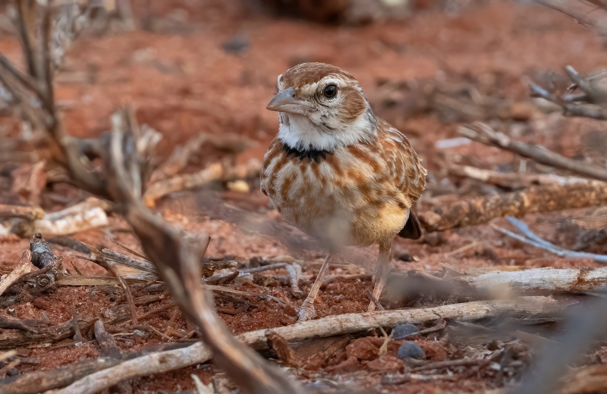 Collared Lark - ML634011587