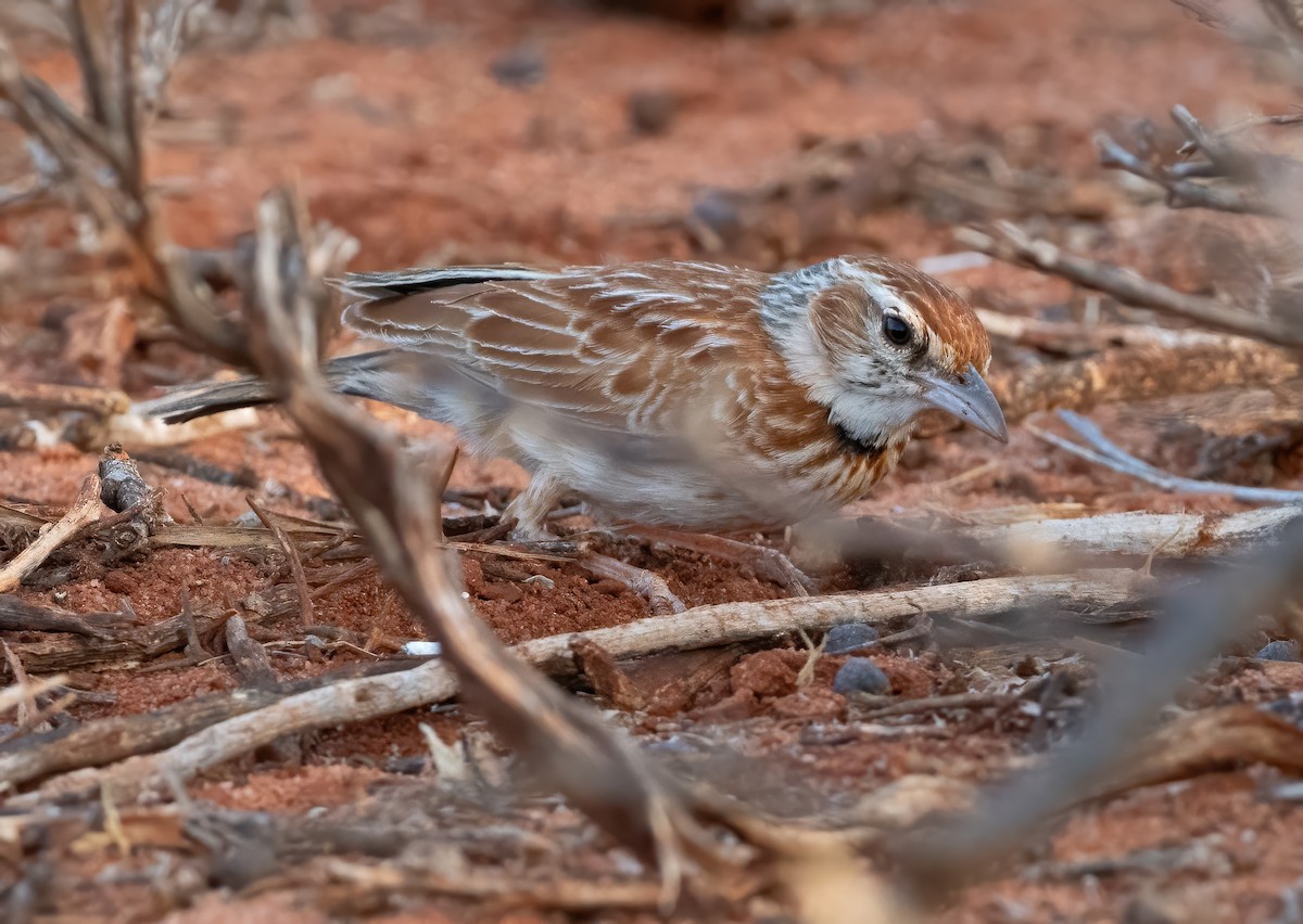 Collared Lark - ML634011591