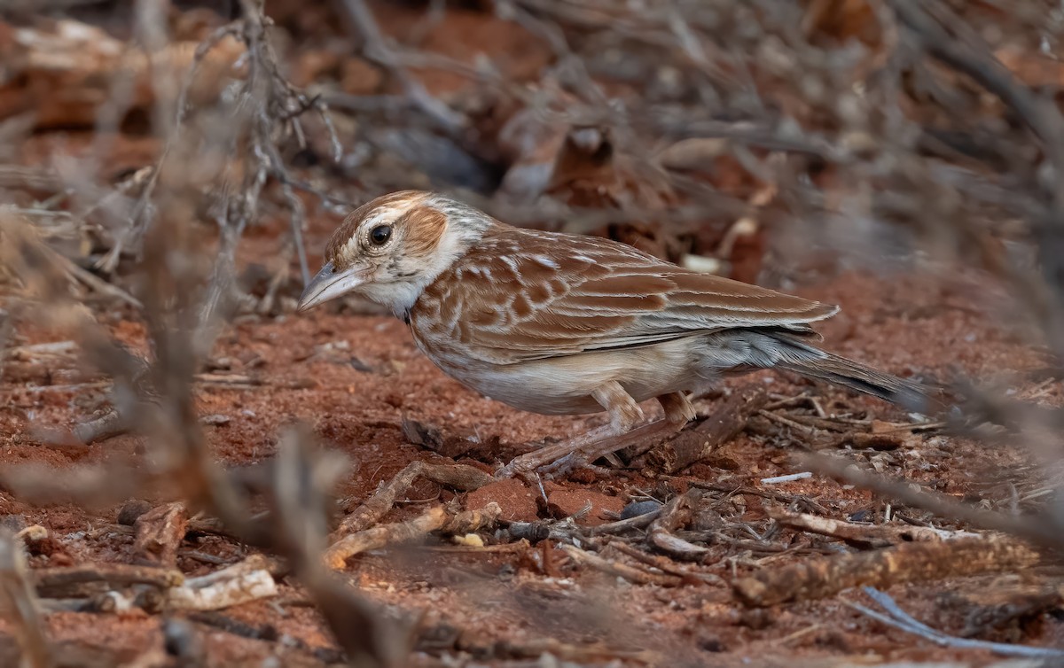 Collared Lark - ML634011593