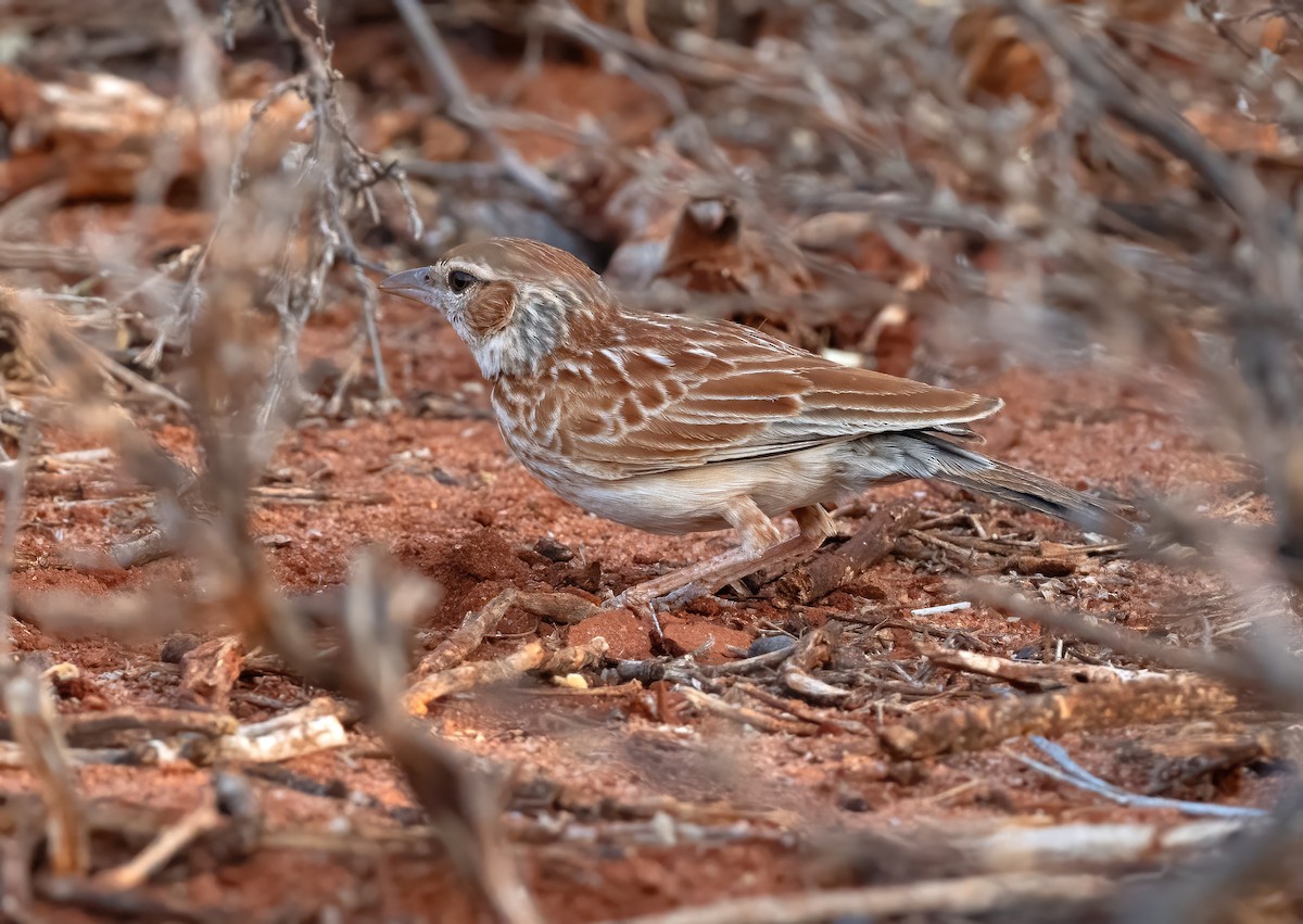 Collared Lark - ML634011594