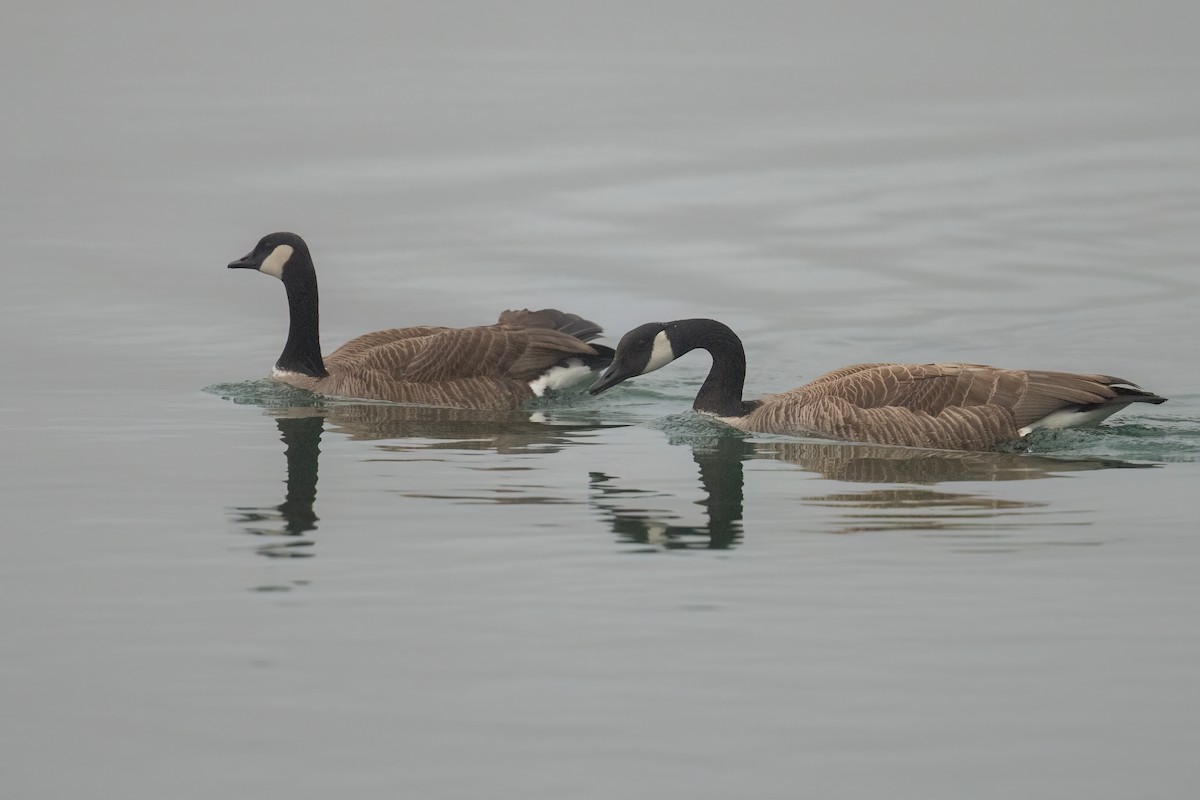 Canada Goose - ML634011625