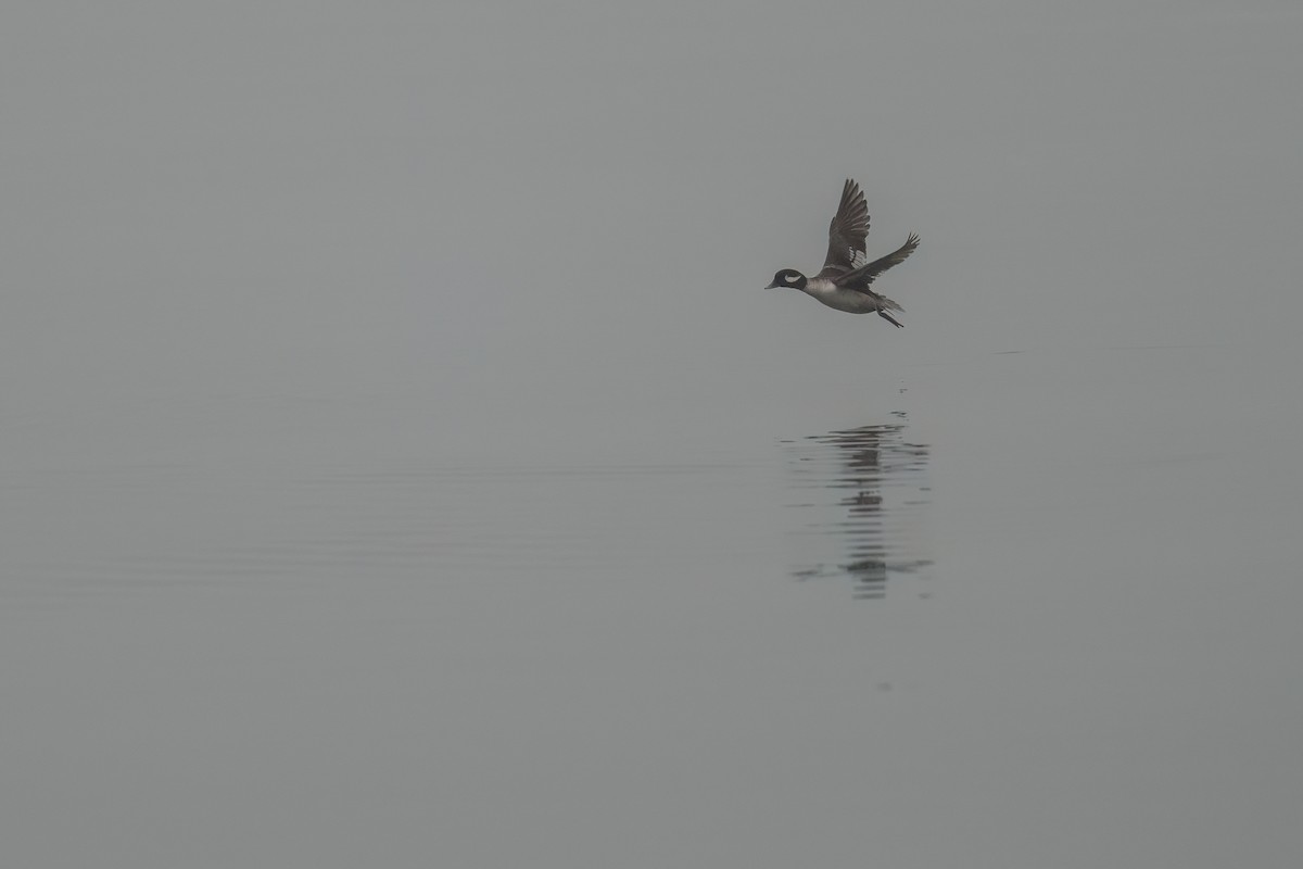 Bufflehead - ML634011639