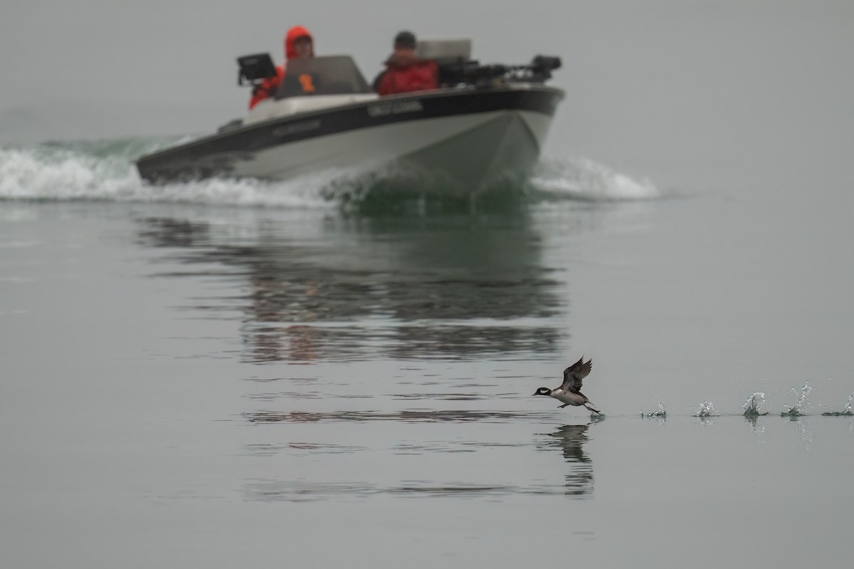 Bufflehead - ML634011640