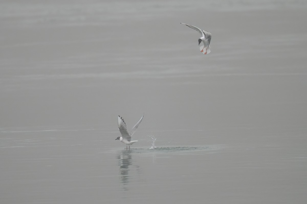 Bonaparte's Gull - ML634011641