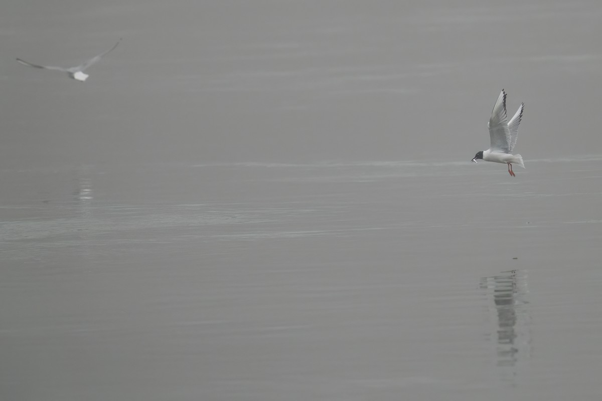 Bonaparte's Gull - ML634011642