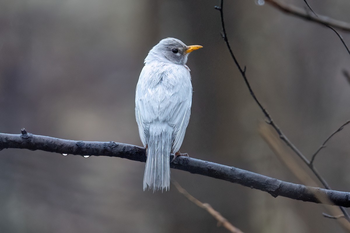 American Robin - ML634011647