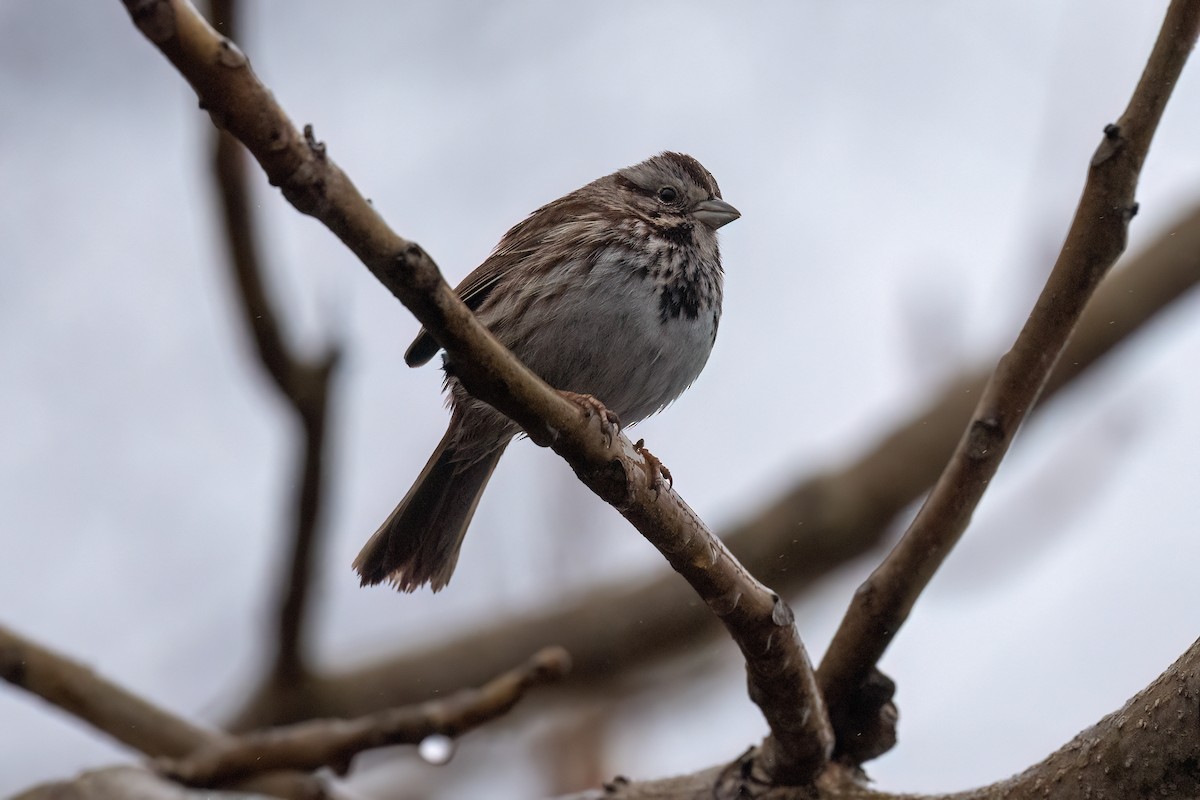Song Sparrow - ML634011649