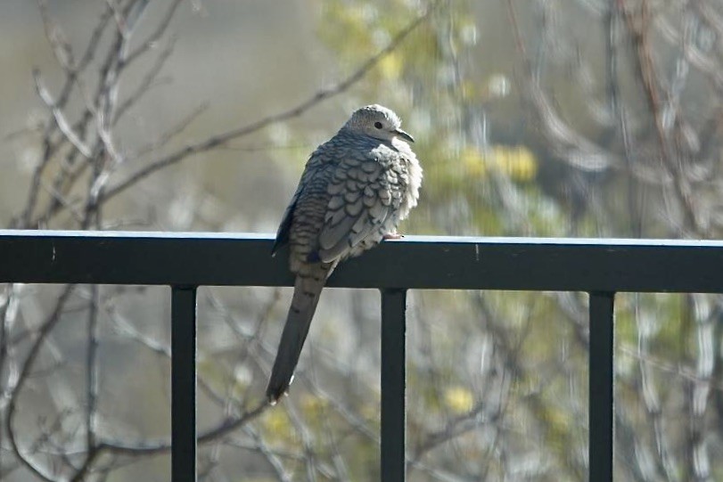 Inca Dove - ML634011735