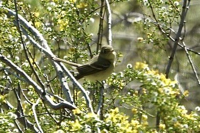Western Flycatcher (Pacific-slope) - ML634011737