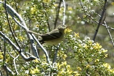 Western Flycatcher (Pacific-slope) - ML634011738