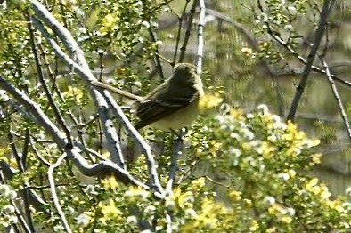 Western Flycatcher (Pacific-slope) - ML634011739