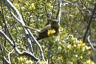 Western Flycatcher (Pacific-slope) - ML634011740