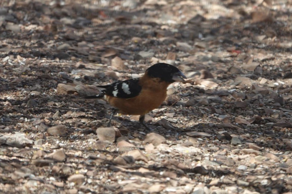Black-headed Grosbeak - ML634011741