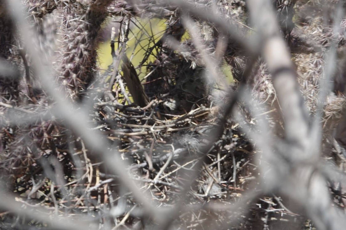 Curve-billed Thrasher (palmeri Group) - ML634011742