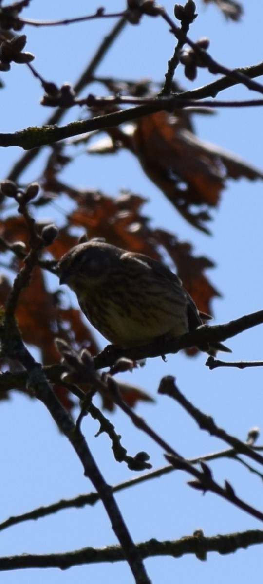 Eurasian Linnet - ML634011743
