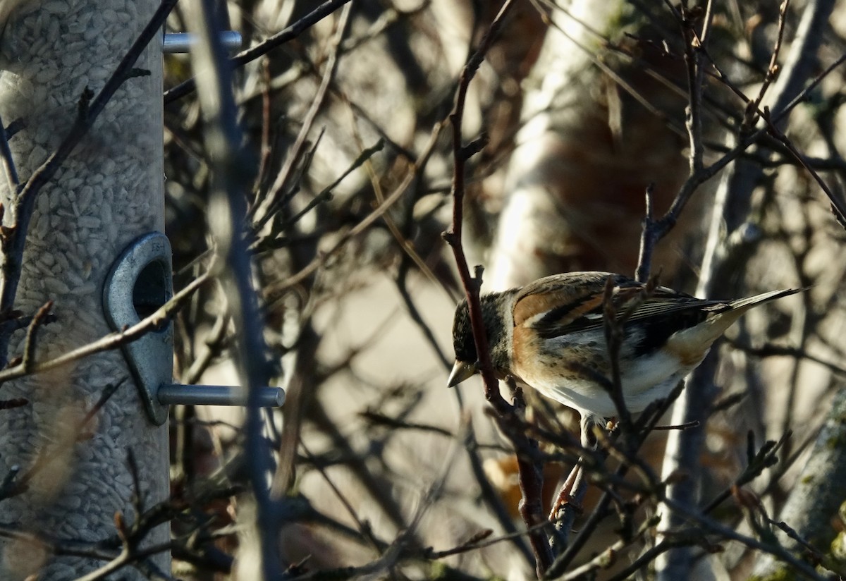 Brambling - ML634011745