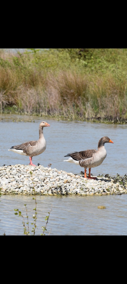 Graylag Goose - ML634011748