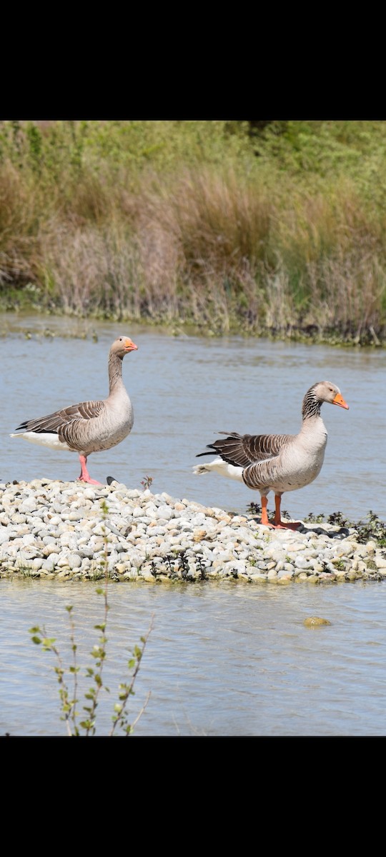 Graylag Goose - ML634011749
