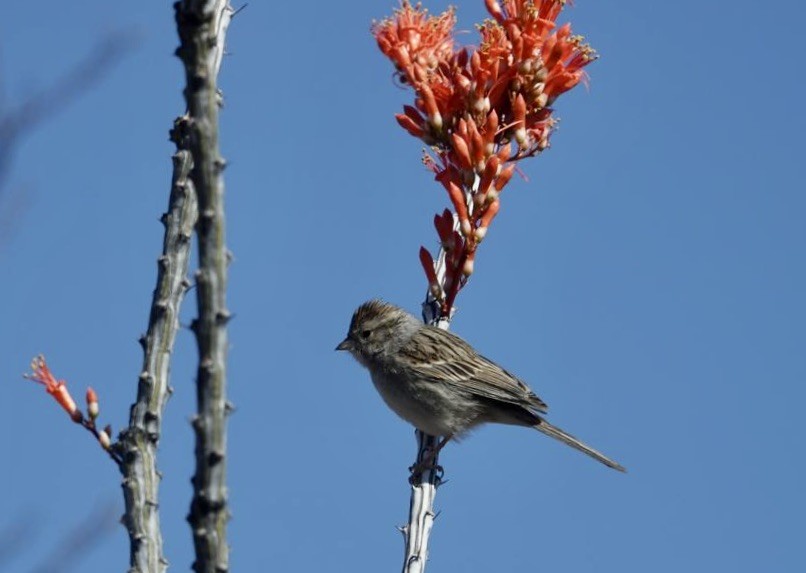 Brewer's Sparrow - ML634011753