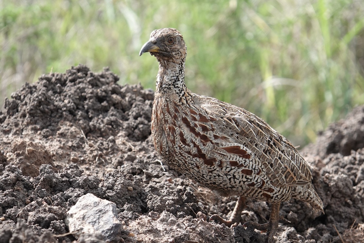 Shelley's Francolin - ML634011760