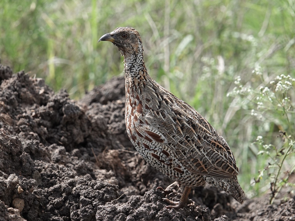 Shelley's Francolin - ML634011761