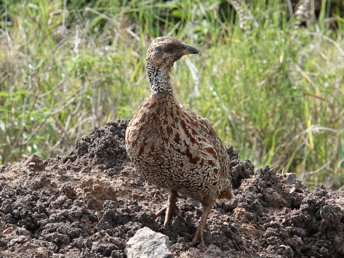 Shelley's Francolin - ML634011762