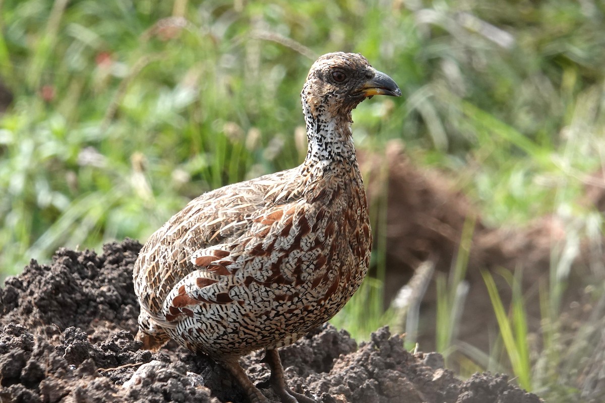 Shelley's Francolin - ML634011763