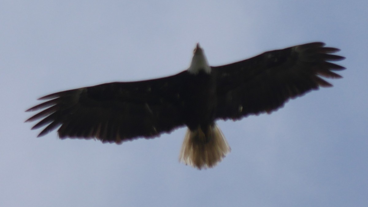 Bald Eagle - ML634011817