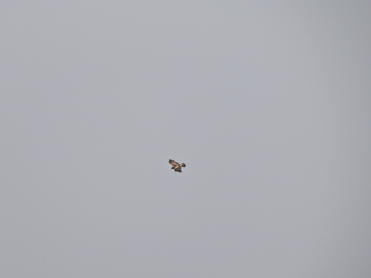 Booted Eagle - ML634011920