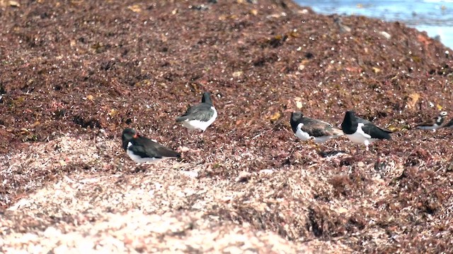 Pied Oystercatcher - ML634011969