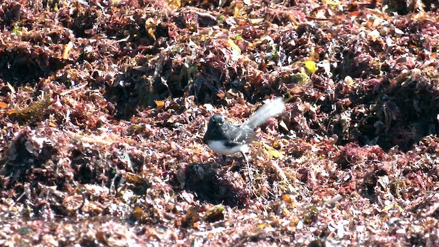 Willie-wagtail - ML634011995
