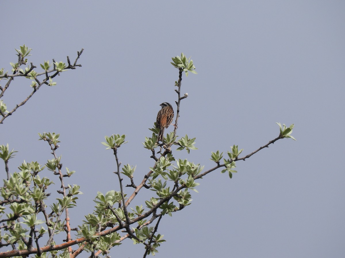 Rock Bunting - ML634012006