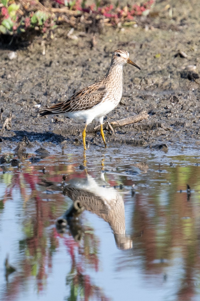Graubrust-Strandläufer - ML634012025