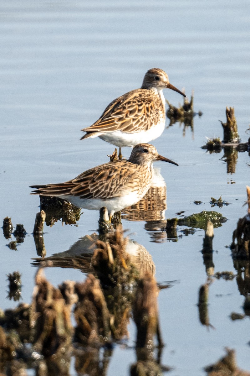 Graubrust-Strandläufer - ML634012026