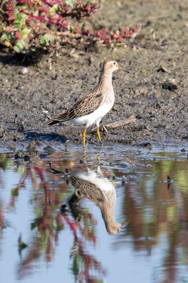 Graubrust-Strandläufer - ML634012027