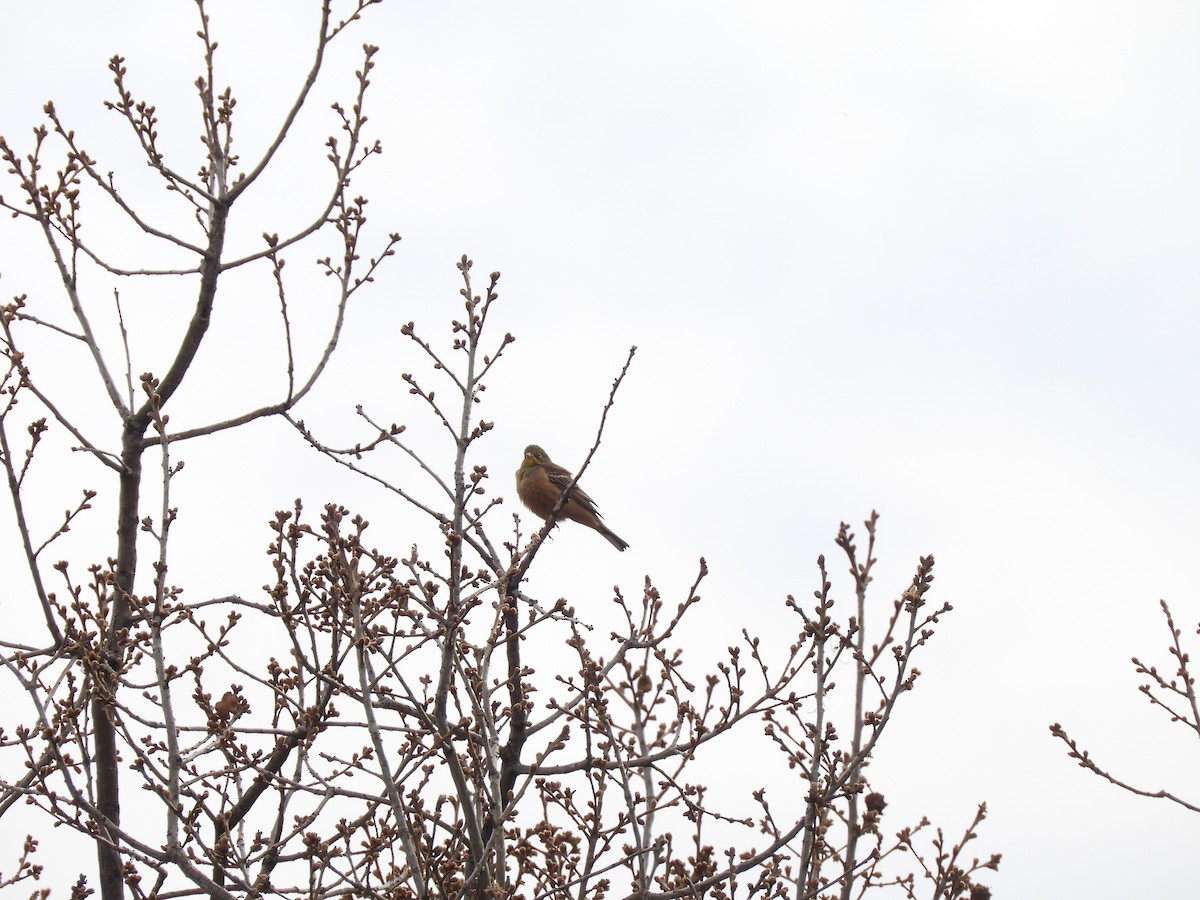 Ortolan Bunting - ML634012031