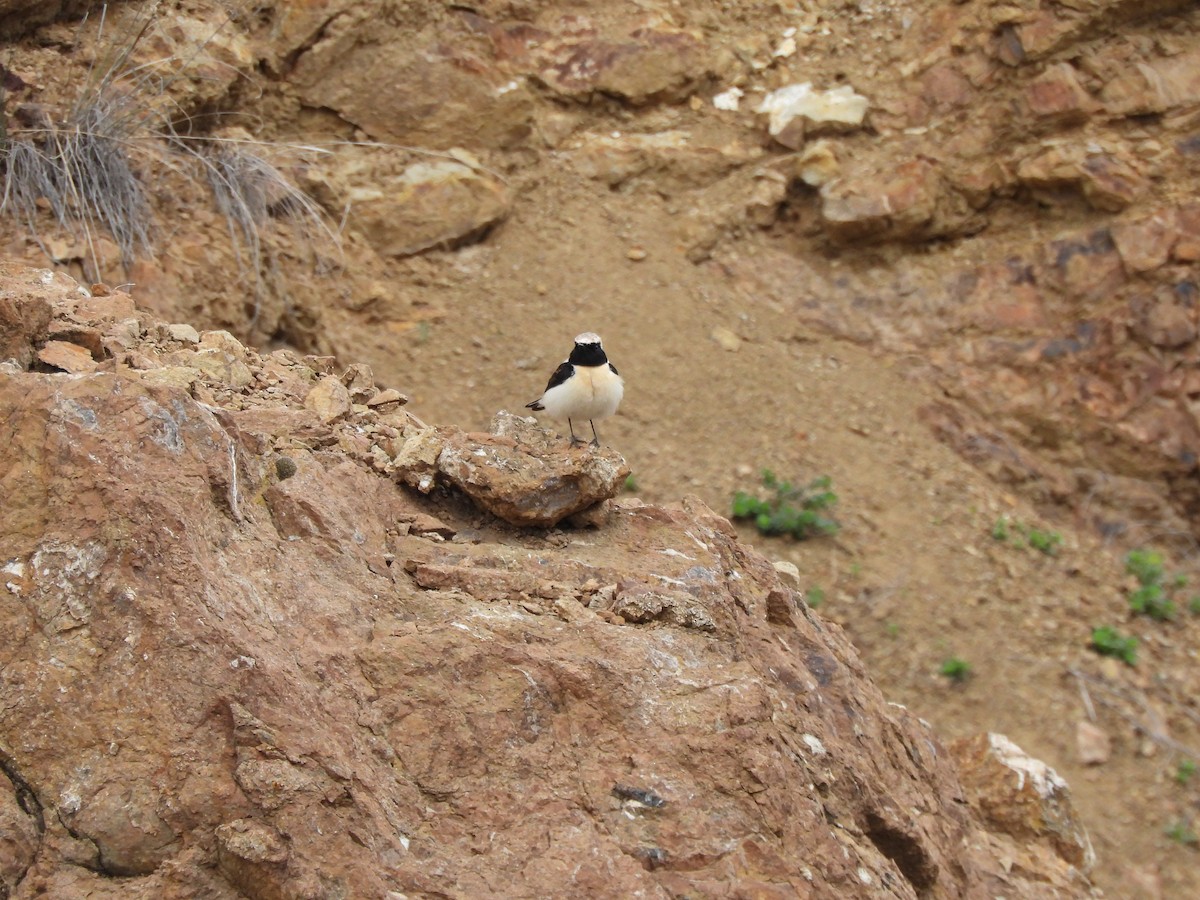 Eastern Black-eared Wheatear - ML634012056